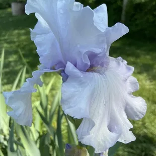Bearded Iris