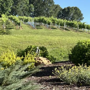 Vineyard view from the villa
