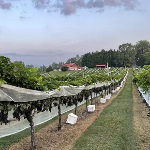 Vineyard at harvest