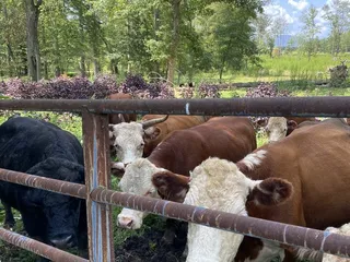 Fat Ass Heifer Cidery