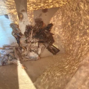 The bones from the duck. Both whole thigh bones had no meat.