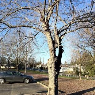 Tree in their parking lot!