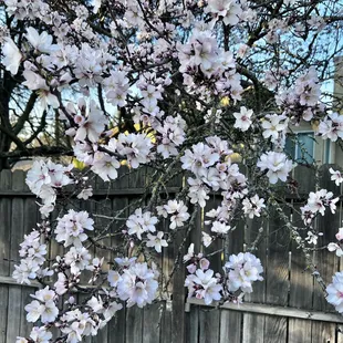 Beautiful pink blossoming tree! Best time of year!