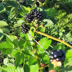 Blackberries