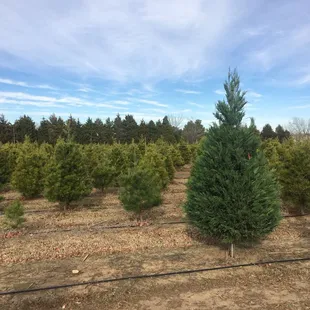 Christmas tree farm