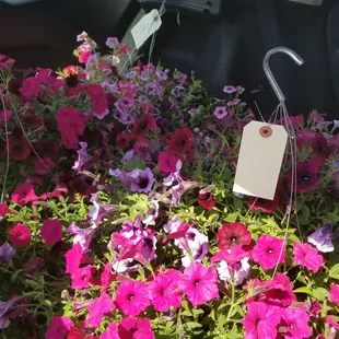 Hubby said, there's no room in our car.  He's right. 4 huge plants $68 and tax.