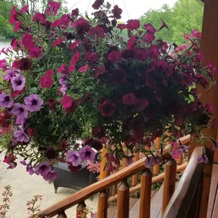 Boy are these heavy.  I usually kill flowers but last time they stayed alive.  Funny thing about watering!