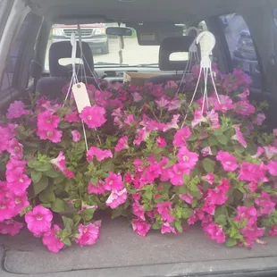 These took up everything behind the front seat.  I was squished in the front seat.  4 plants