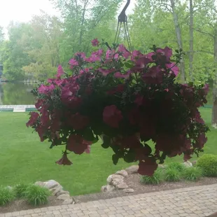 One of 4 baskets. Bright pink, beautiful
