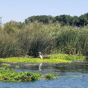 Egrets a plenty!