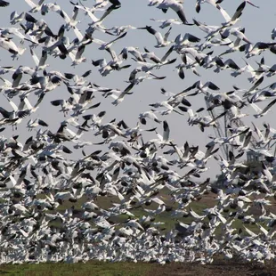 Just Flocking Around! Yearly, geese gather, the sight and sound are incredible.