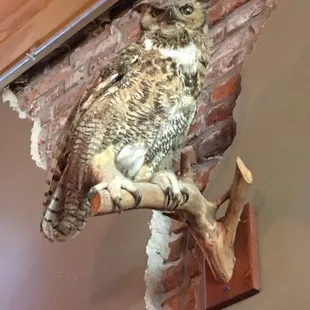 Always watching over the bar!