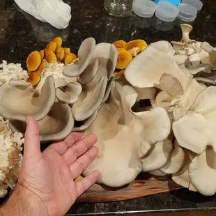 Some mushroom I brought.  Hoping they pick them up for some.dishes!