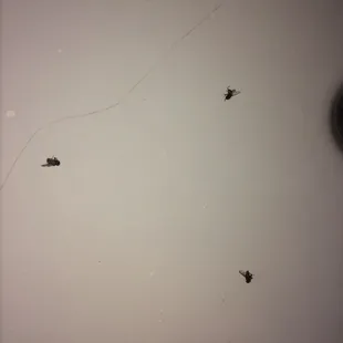 Three flies that I killed and flicked into the sink.