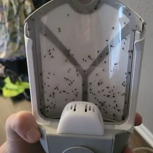 The gnats that were in our apartment