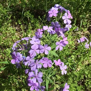 Another spring at Oxley.  Looks like some sort of phlox