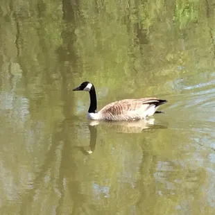 Canada Goose