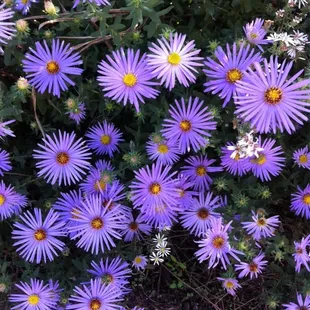 Fall flowers at Oxley