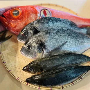 Fresh fish arrive (kinmedai，aji)
