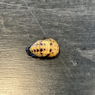 Lunch 5/5/21. Found this bug in our Vegetarian ramen bowls. Left the bug on the table so they could see what we found. Disgusting!