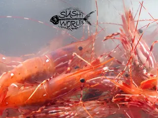 Sushi World
