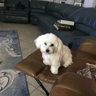 Benji before his surgery