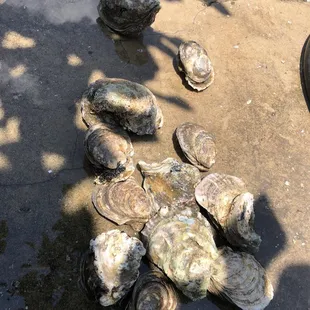 a pile of oysters