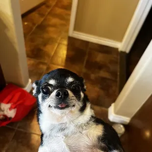 Lola Approved 100% five star rating