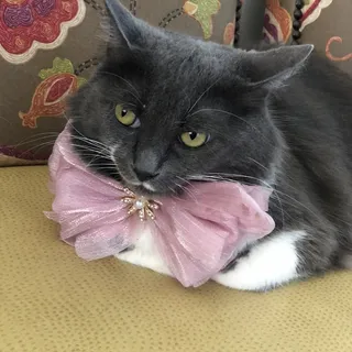 Morales P.