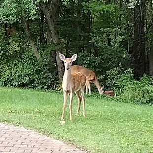 Deer on the grounds