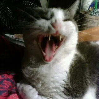 J C.