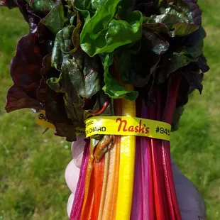 The beautifully-colored rainbow chard from Nash's Organic Produce