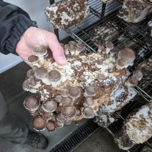 Shiitake mushroom from Sno-Valley Mushrooms in Carnation