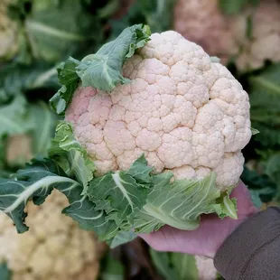 Cauliflower from Nash's in Sequim