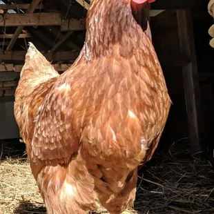 Chicken from Osprey Hill Farm in Bellingham