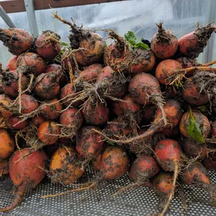 Gold Beets from Sound Sustainable Farm in Redmond