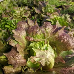 Red Leaf Lettuce from Caruso Farms in Monroe