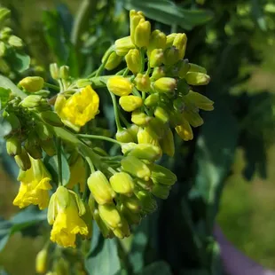 Brussels sprout raab from WA Aquaponics