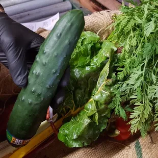 Organic cucumbers, fresh from area Seattle sustainable farms