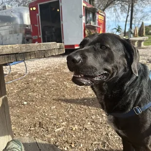 Dog friendly outdoor seating