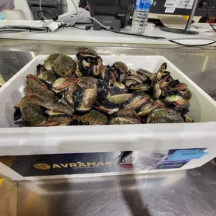 Live Abalone. 6/30/2022