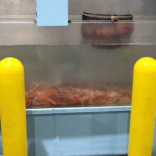 Live Spotted Prawn, AKA Amaebi. 6/30/2022