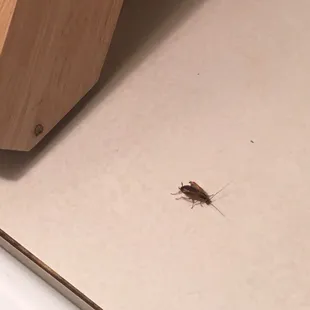 A roach on my counter top