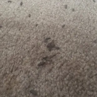 Mice fesses under my dresser.