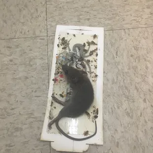 A mice from under the stove as you can see roaches on the mice paid as well this is roaches number 5