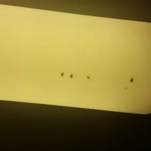 Here some roaches in my apartment