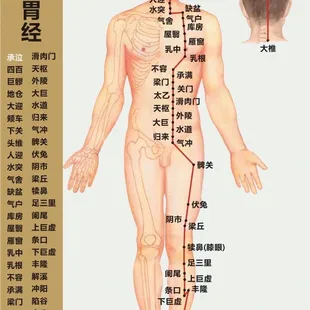 For stomach energizer meridian