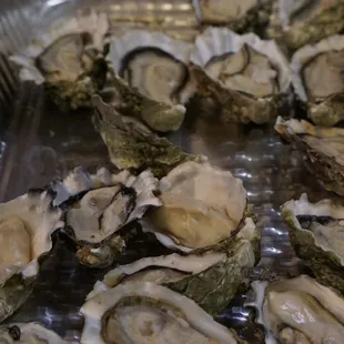 Oysters oysters oysters *1/14/22