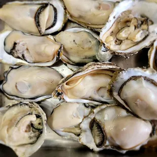 Fresh Oysters