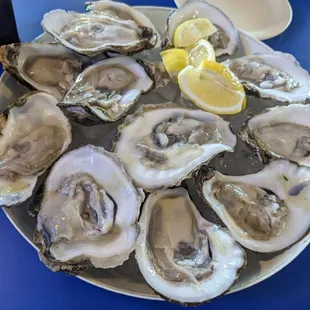 Fresh oysters